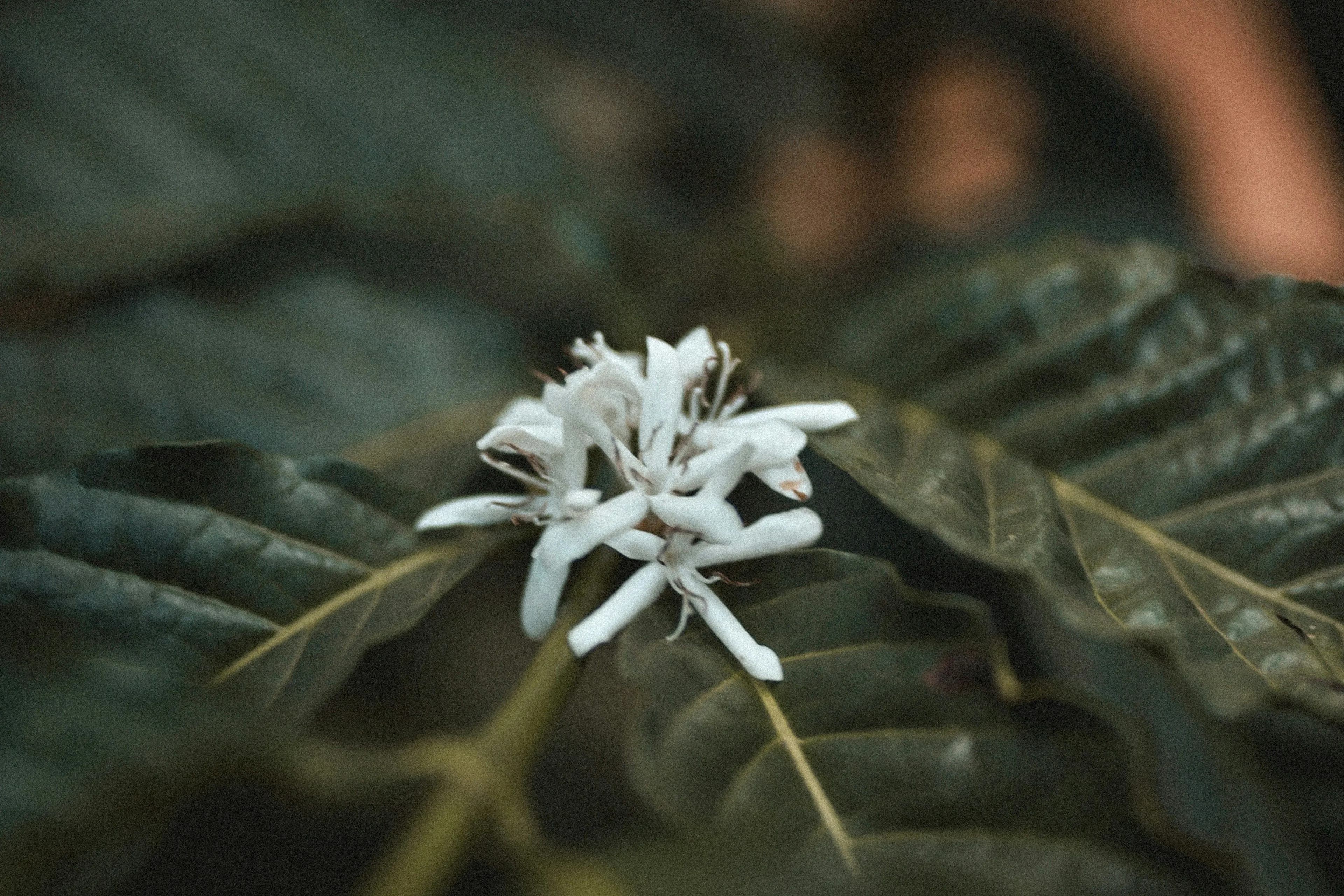 Flor do Espírito